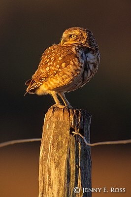 Burrowing Owl on a Farm Fence Post