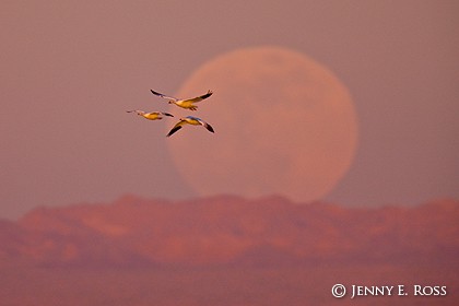 Snow Geese and Full Moon Rising at Sunset