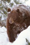 American Black Bear Emerging From Den in Snow
