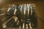 Rhinoceros Inside a Transport Crate