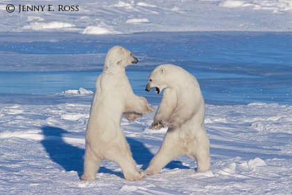 Adult Male Polar Bears Sparring on Sea Ice