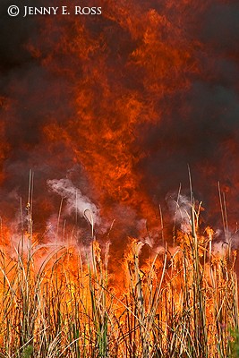 Controlled Burn for Habitat Management