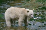 Kermode (Spirit Bear) Catching a Salmon