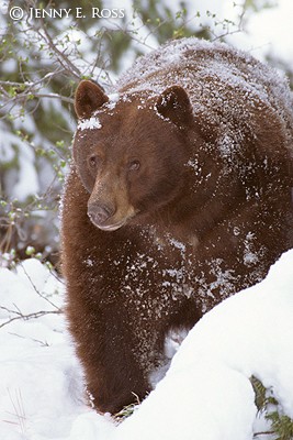 American Black Bear Emerging From Den in Snow