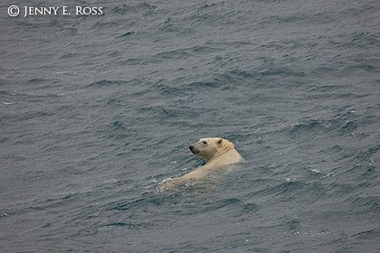 Polar Bear Swimming in the Chukchi Sea