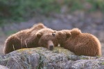 Grizzlies Resting
