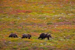 Kamchatka brown bear (Ursus arctos) mother & cubs