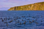 Pelagic cormorants (Phalacrocorax pelagicus), Bering Sea