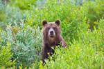 Kamchatka brown bear (Ursus arctos), Koryaksky Reserve