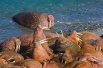 Pacific walruses (Odobenus rosmarus divergens), Bering Sea