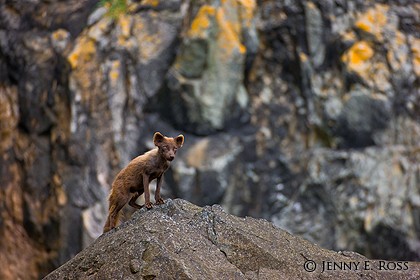 Arctic fox (Alopex lagopus semenovi), Medny Island