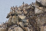 Guillemots (Uria aalge and Uria lomvia arra) and pelagic cormorants (Phalacrocorax pelagicus)