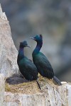 Pelagic cormorant (Phalacrocorax pelagicus) pair on nest with chicks