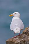 Glaucous gull (Larus hyperboreus), Kolyuchin Island