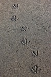 Gull tracks in sand, Karaginsky Island
