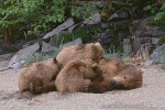 Grizzly Bear Nursing