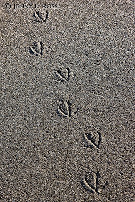 Gull tracks in sand, Karaginsky Island