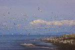 Slaty-backed gulls (Larus schistisagus) and black-legged kittiwakes (Rissa tridactyla), Bering Sea