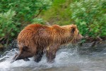 Kamchatka brown bear (Ursus arctos) chasing salmon