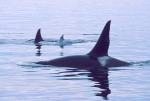 Killer Whale Family