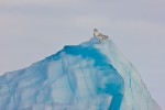 Iceland gull (Larus glaucoides) on iceberg