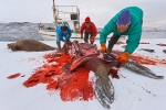 Atlantic Walruses (Odobenus rosmarus rosmarus) being butchered by indigenous Inuit hunters