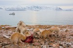Greenland sled dogs (female and her puppies) eating walrus meat