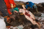 Inuit hunters butchering a muskox, Smith Sund, Northwest Greenland