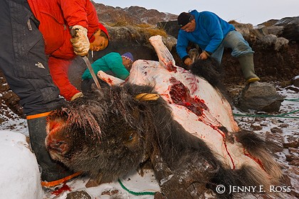 Inuit hunters butchering a muskox, Smith Sund, Northwest Greenland