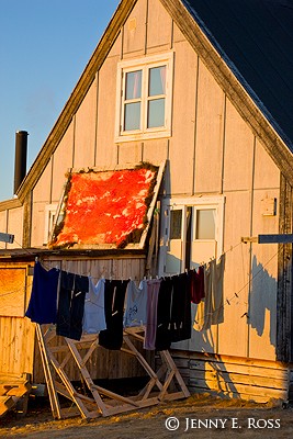 Muskox pelt and laundry hanging to dry outside an Inuit house