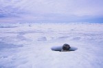 Adult female harp seal surfacing in breathing hole
