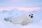 Harp seal pup on sea ice