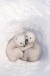 Twin polar bear cubs in a snow den