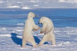 Polar bears sparring on sea ice, Hudson Bay
