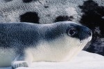 Newborn Hooded Seal Pup (Cystophora cristata)