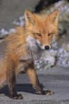 Red Fox (Vulpes vulpes), Alaska