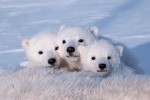 Polar bear triplets
