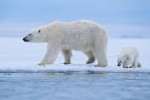 Polar bear mother and cub hunting on sea ice