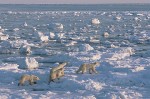 Polar bear family hunting on sea ice