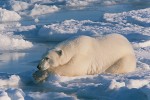 Adult male polar bear "still-hunting"