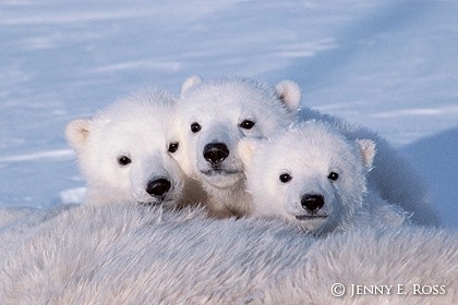 Polar bear triplets