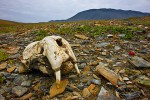 Skull of a young Pacific Walrus (Odobenus rosmarus divergens)