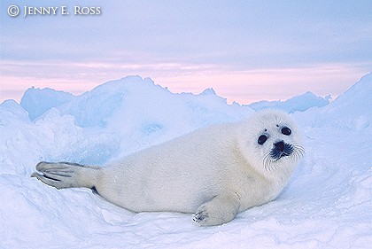 Harp seal pup on sea ice