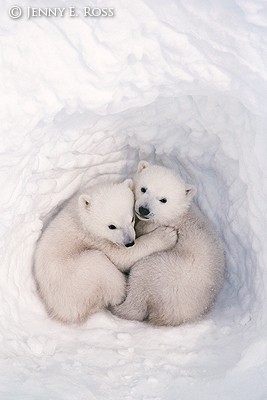 Twin polar bear cubs in a snow den