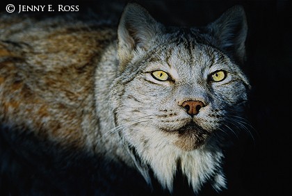 Canadian Lynx (Lynx canadensis)
