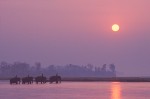 Elephants Crossing