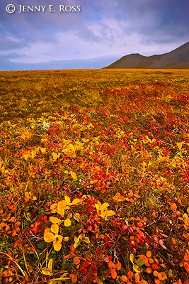 Low-arctic tundra plants in autumn colors, Chukotka