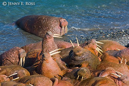 Pacific Walruses (Odobenus rosmarus divergens)