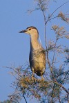 Black-Crowned Night-Heron (Nycticorax nycticorax), immature, first summer