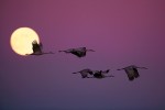 Greater Sandhill Cranes (Grus canadensis tabida) with full moon at sunset